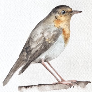 Eredeti akvarell vörösbegy madár festmény, Művészet, Festmény, Akvarell, Festészet, MESKA