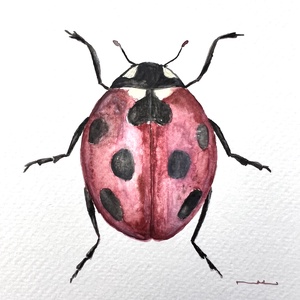 Eredeti akvarell katica festmény - művészet - festmény - akvarell - Meska.hu