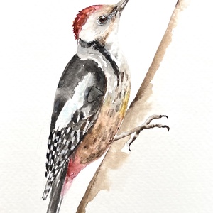 Eredeti akvarell harkály festmény - művészet - festmény - akvarell - Meska.hu