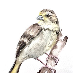 Eredeti akvarell madaras festmény, Művészet, Festmény, Akvarell, Festészet, MESKA