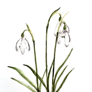 Eredeti akvarell  hóvirág  festmény - művészet - festmény - akvarell - Meska.hu