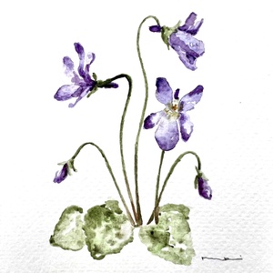 Eredeti akvarell ibolya virág festmény - Meska.hu
