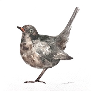 Eredeti akvarell feketerigó madár festmény, Művészet, Festmény, Akvarell, Festészet, MESKA