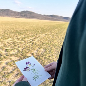 Eredeti akvarell árvácska virágos festmény - művészet - festmény - akvarell - Meska.hu