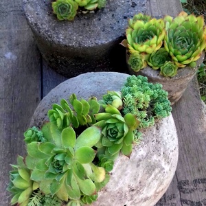 Kövirózsák rusztikus 20cm-es beton gömbben -  - Meska.hu