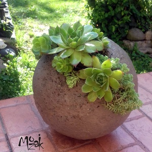 Kövirózsák rusztikus 20cm-es beton gömbben -  - Meska.hu