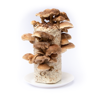 Kolonizálásra váró/kolonizált, otthoni shiitake gomba termesztő blokk - diy (csináld magad) - egységcsomag - Meska.hu