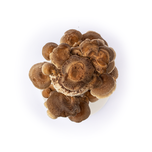 Kolonizálásra váró/kolonizált, otthoni shiitake gomba termesztő blokk - diy (csináld magad) - egységcsomag - Meska.hu