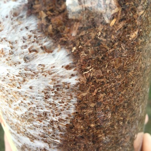 Kolonizálásra váró/kolonizált, otthoni shiitake gomba termesztő blokk - diy (csináld magad) - egységcsomag - Meska.hu