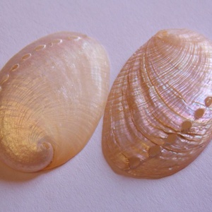 Abalone tengeri kagylóhéj - kellékek & szerszámok - gyöngyfűzés kellékek - egyéb alkatrész - Meska.hu
