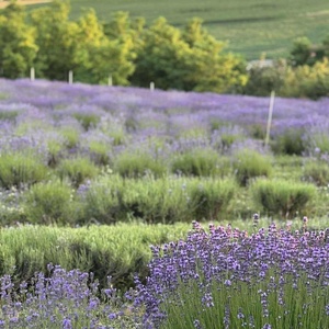Levendula Illóolaj 10ml (Lavandula Angustifolia) - kellékek & szerszámok - kozmetikai alapanyag - illóolajok - Meska.hu