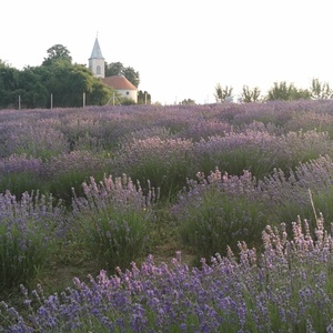 Levendula Hidrolátum 250ml - szépségápolás - levendulavíz - Meska.hu