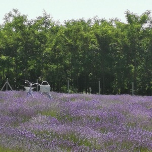 Kistermelői Kézműves Fügelevél  500ml - élelmiszer - szörp - Meska.hu