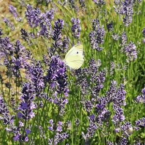 Kistermelői Kézműves Levendula Szörp mentával  és citromfűvel ízesítve   500ml - élelmiszer - szörp - Meska.hu