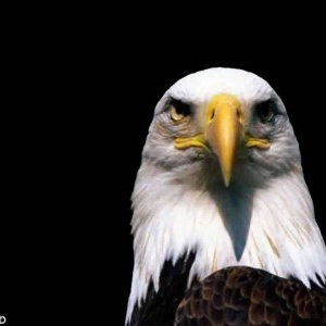 Sas madaras kulcstartó - táska & tok - kulcstartó & táskadísz - kulcstartó - Meska.hu