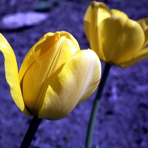 Napsugaras tulipánok kaspó - otthon & életmód - dekoráció - virágdísz és tartó - cserép & kaspó - Meska.hu