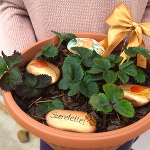 Cserepes eper dekoratív kövekkel - otthon & életmód - ház & kert - virágláda, balkonláda - Meska.hu