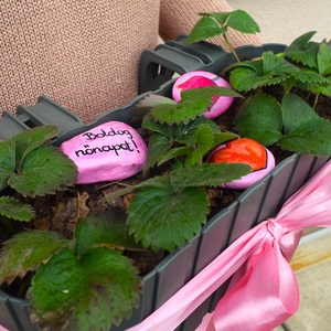 Nőnapi cserepes eper balkonládában - otthon & életmód - ház & kert - virágláda, balkonláda - Meska.hu