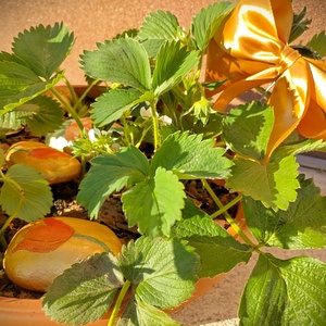 Cserepes eper dekoratív kövekkel - otthon & életmód - ház & kert - virágláda, balkonláda - Meska.hu