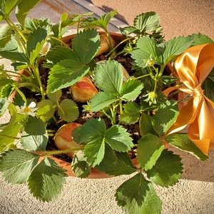 Cserepes eper dekoratív kövekkel - otthon & életmód - ház & kert - virágláda, balkonláda - Meska.hu