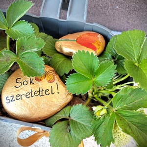 Cserepes eper balkonládában - otthon & életmód - ház & kert - virágláda, balkonláda - Meska.hu