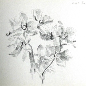 Orchideák ceruzarajz, Művészet, Grafika & Illusztráció, Ceruzarajz, Fotó, grafika, rajz, illusztráció, MESKA