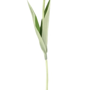 Tulipán - Akvarell hatású digitális grafika - művészet - grafika & illusztráció - digitális - Meska.hu