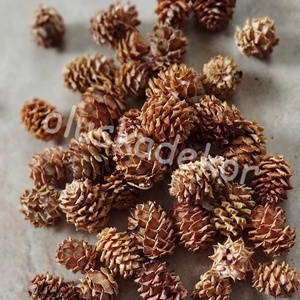 Salignum, natúr és színes, termés, száraztermés, dekor, 30gr/cs. - kellékek & szerszámok - dekorációs kellékek - egyéb kellékek - Meska.hu