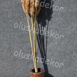 Pampafű, 120cm, 25 - 35cm buga, natúr, dekor, szárított növény, Kellékek & szerszámok, Dekorációs kellékek, Egyéb kellékek, Mindenmás, MESKA