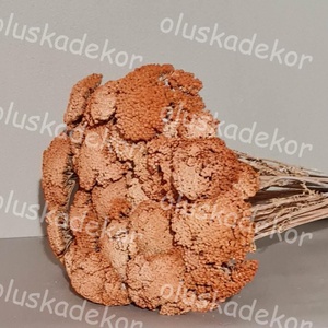 Achillea, Cickafark, natúr és színes, száraz dekor növény, 60 - 70cm, Kellékek & szerszámok, Dekorációs kellékek, Egyéb kellékek, Mindenmás, MESKA