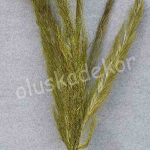 Pálmalevél, rojtos, szárított dekorációs növény, fehér, natúr, zöld 90 - 100cm, Kellékek & szerszámok, Dekorációs kellékek, Egyéb kellékek, Virágkötés, MESKA