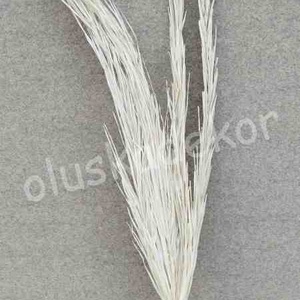 Pálmalevél, rojtos, szárított dekorációs növény, fehér, natúr, zöld 90 - 100cm - kellékek & szerszámok - dekorációs kellékek - egyéb kellékek - Meska.hu
