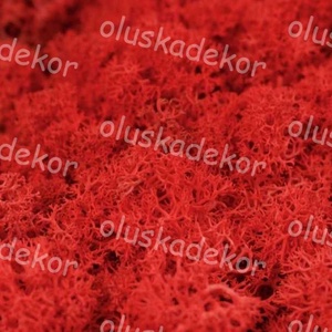 Izlandi zuzmó, Rénszarvas moha természetes, tartósított dekorációs alapanyag, sok szín, 50gr./cs. - kellékek & szerszámok - dekorációs kellékek - egyéb kellékek - Meska.hu