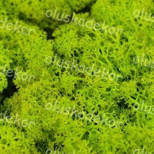 Izlandi zuzmó, Rénszarvas moha természetes, tartósított dekorációs alapanyag, sok szín, 50gr./cs. - Meska.hu