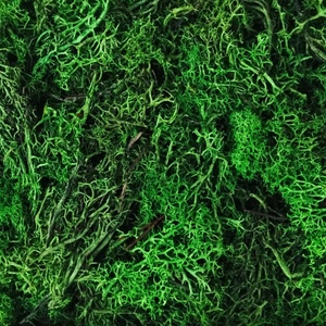 Izlandi zuzmó, moha és sötétzöld, korall, természetes, tartósított dekorációs alapanyag, 50gr./cs. - Meska.hu