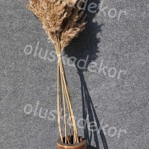 Pampafű, natúr 100 - 110cm 30 - 40 centis bugával - Meska.hu