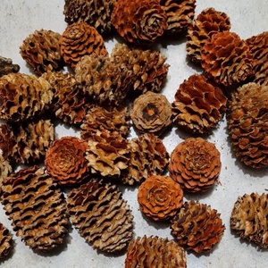 Meridianum termés, száraztermés, nagy, gazdaságos kiszerelésben, dekorációs alapanyag - kellékek & szerszámok - dekorációs kellékek - termések, terméscsomagok - Meska.hu
