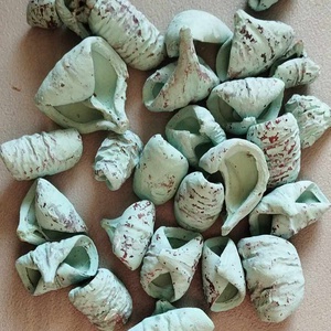 Lali, száraztermés, nagy 150gr. gazdaságos kiszerelésben, dekorációs alapanyag - kellékek & szerszámok - dekorációs kellékek - termések, terméscsomagok - Meska.hu