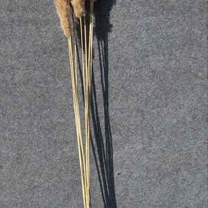 Pampafű, natúr, 100cm, 25 - 30cm buga, dekorációs alapanyag, száraznövény - Meska.hu