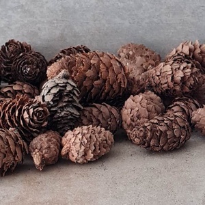 Vörösfenyő toboz, szátaztermés, natúr, menta, narancs, dekorációs alapanyag, 50gr./cs., Kellékek & szerszámok, Dekorációs kellékek, Termések, terméscsomagok, Virágkötés, Mindenmás, SZT-9020. Vörösfenyő toboz  több színben  50gr./cs. kb. 13 - 16 db,2cm - 6cm található a csomagban
..., MESKA