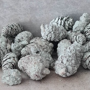 Vörösfenyő toboz, szátaztermés, natúr, menta, narancs, dekorációs alapanyag, 50gr./cs. - kellékek & szerszámok - dekorációs kellékek - termések, terméscsomagok - Meska.hu