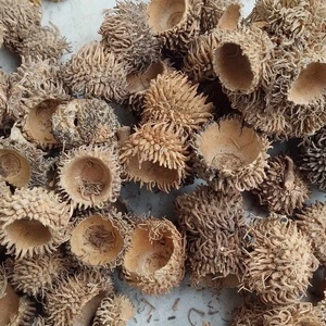 Tölgykupak, bársonyos, szőrös tölgykupak, száraztermés, dekorációs alapanyag, 30gr./cs. - Meska.hu
