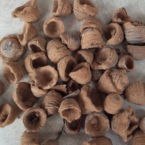 Tölgykupak, bársonyos, szőrös tölgykupak, száraztermés, dekorációs alapanyag, 30gr./cs. - kellékek & szerszámok - dekorációs kellékek - egyéb kellékek - Meska.hu