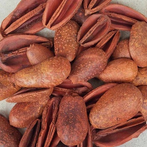 Mike száraztermés, dekorációs alapanyag, őszi színekben, 50gr./cs., Kellékek & szerszámok, Dekorációs kellékek, Termések, terméscsomagok, , MESKA