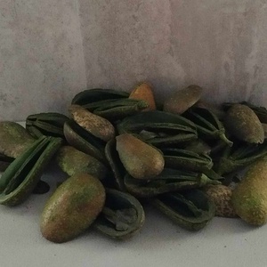 Mike száraztermés, dekorációs alapanyag, őszi színekben, 50gr./cs. - kellékek & szerszámok - dekorációs kellékek - termések, terméscsomagok - Meska.hu