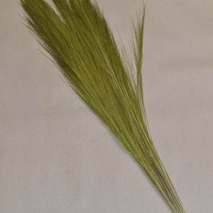 Tollseprű nád, szárított dekorációs növény, zöld, 90 - 100cm, kb.100gr /cs. - Meska.hu