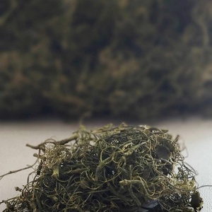 Kócos moha, Curly moos, gyökér, dekorációs száraznövény, natúr, zöld, 50gr./cs. - Meska.hu