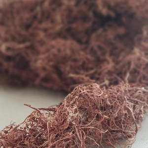 Kócos moha, Curly moos, gyökér, dekorációs száraznövény, natúr, zöld, 50gr./cs. - kellékek & szerszámok - dekorációs kellékek - termések, terméscsomagok - Meska.hu