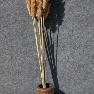 Pampafű, 120cm, 25 - 35cm buga, natúr, dekor, szárított növény - Meska.hu