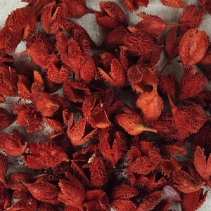 Bükk kupacs, száraztermés, piros, bordó, natúr, narancs, dekorációs alapanyag, 50gr./cs. - Meska.hu